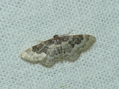 Idaea rusticata