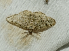 Cleorodes lichenaria