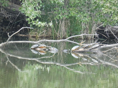 Trachemys scripta