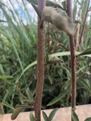 Campuloclinium macrocephalum