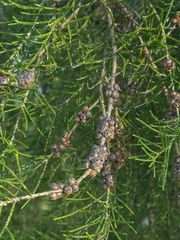 Melaleuca irbyana