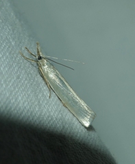 Crambus perlella