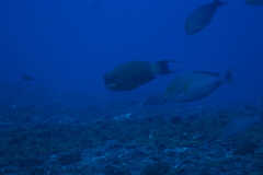 Chlorurus microrhinos