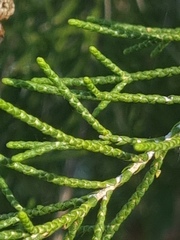 Melaleuca irbyana