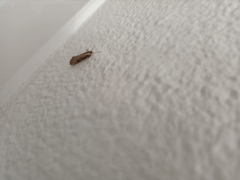 Evergestis isatidalis