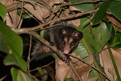 Didelphis aurita