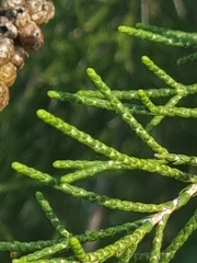 Melaleuca irbyana