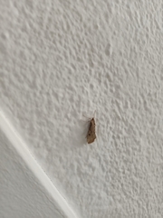 Evergestis isatidalis