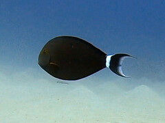 Acanthurus gahhm