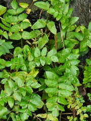 Helosciadium nodiflorum image