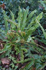Asplenium scolopendrium scolopendrium