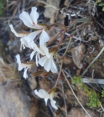Pelargonium pinnatum