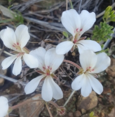 Pelargonium pinnatum
