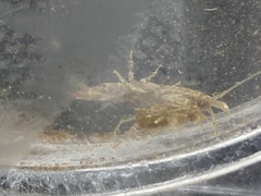 Gammarus pulex