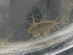 Gammarus pulex