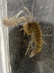 Gammarus pulex