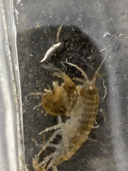 Gammarus pulex