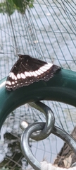 Limenitis weidemeyerii