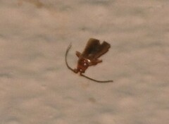 Phymatodes testaceus