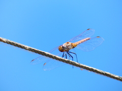 Trithemis annulata