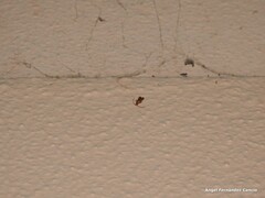 Phymatodes testaceus
