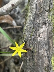 Hypoxis