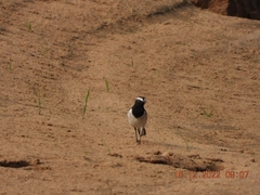 Motacilla maderaspatensis