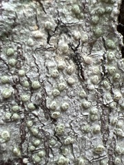 Pertusaria macounii