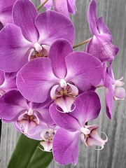 Phalaenopsis