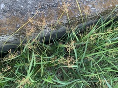Fimbristylis