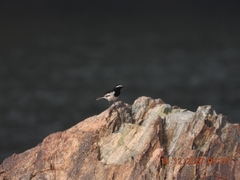 Motacilla maderaspatensis