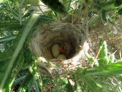Polystictus pectoralis