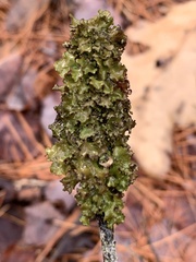 Tuckermanopsis orbata