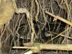 Bothrops lanceolatus