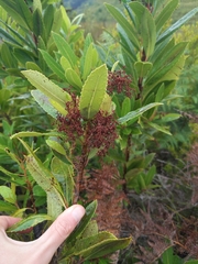 Laurophyllus capensis