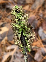 Tuckermanopsis orbata