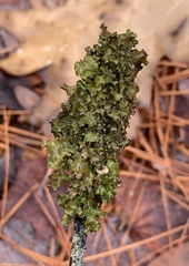 Tuckermanopsis orbata