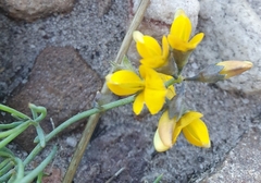 Lebeckia