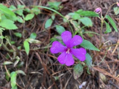 Impatiens violiflora