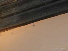 Adelphocoris seticornis