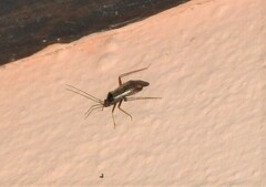 Adelphocoris seticornis