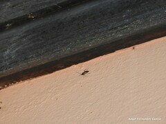 Adelphocoris seticornis