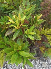 Laurophyllus capensis