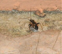 Adelphocoris seticornis