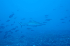 Carcharhinus amblyrhynchos