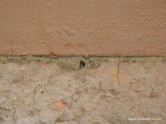 Adelphocoris seticornis