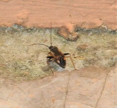 Adelphocoris seticornis