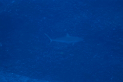 Carcharhinus amblyrhynchos