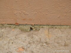 Adelphocoris seticornis