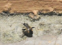 Adelphocoris seticornis